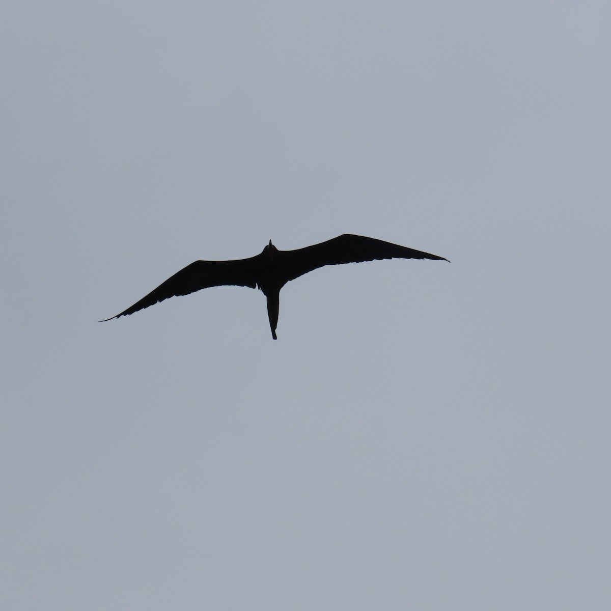 Magnificent Frigatebird - Richard Fleming