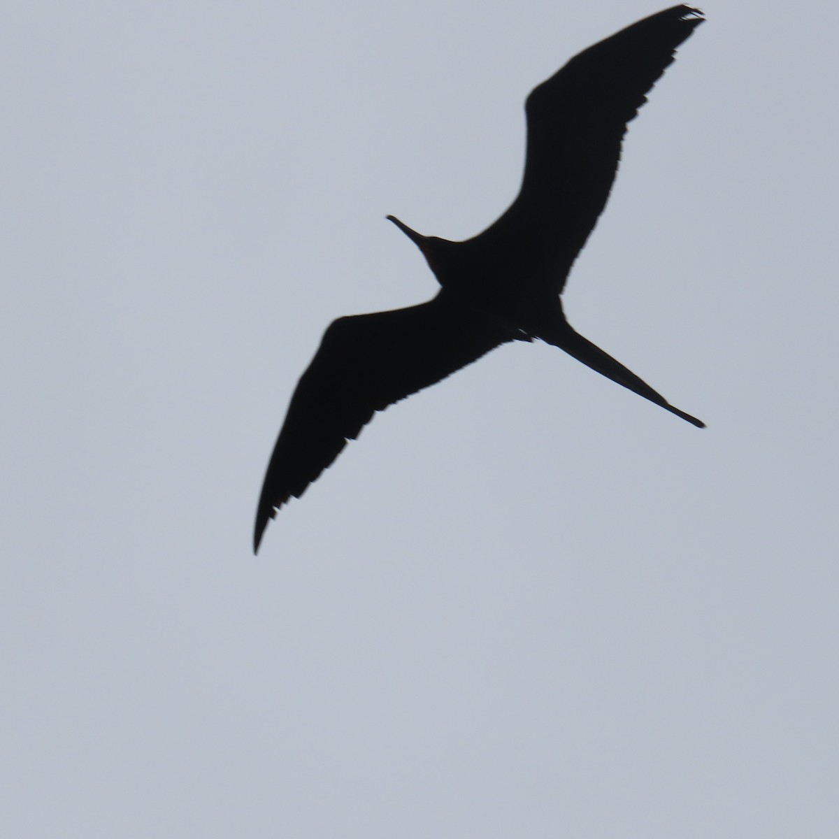 Magnificent Frigatebird - ML599204001