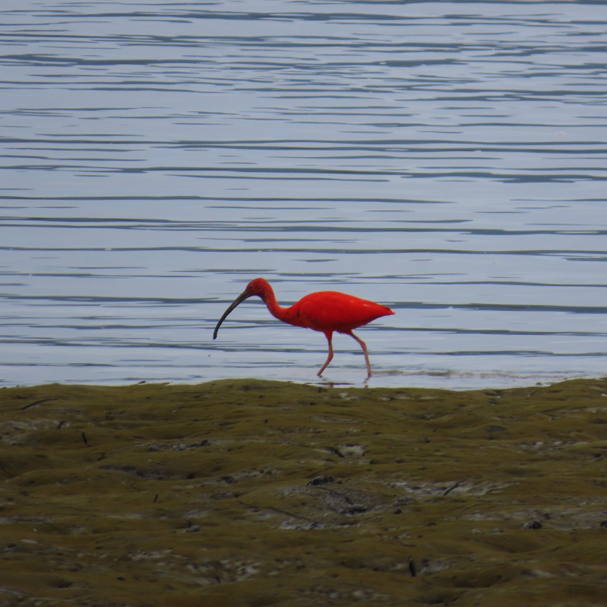 Scarlet Ibis - ML599204141