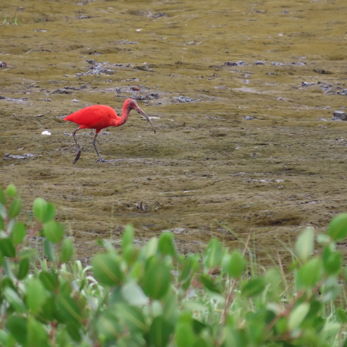 Ibis Escarlata - ML599204151