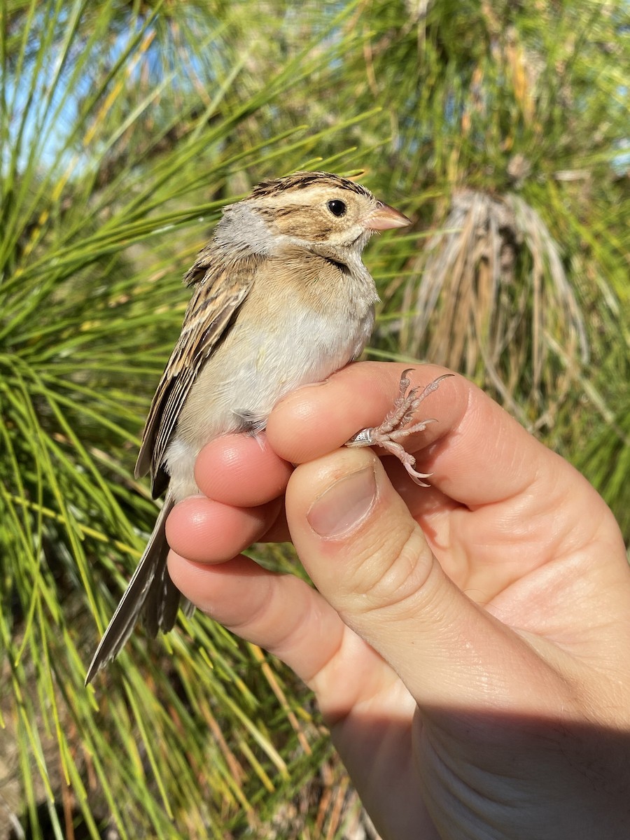 Clay-colored Sparrow - ML599204221
