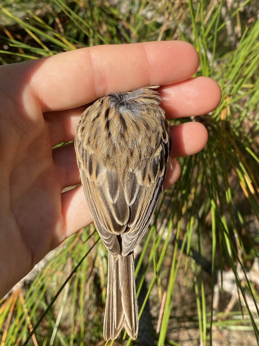 Clay-colored Sparrow - ML599204241