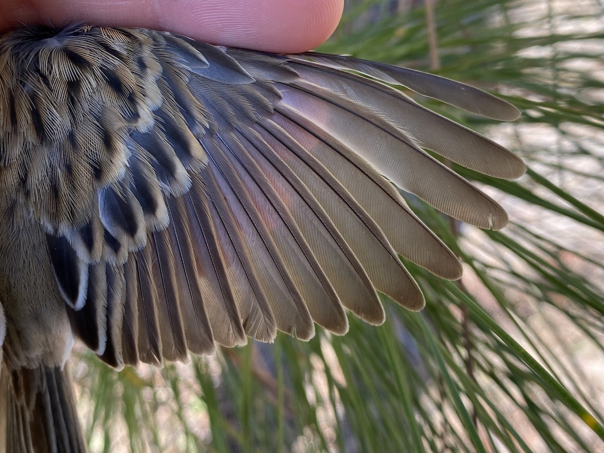 Clay-colored Sparrow - ML599204251