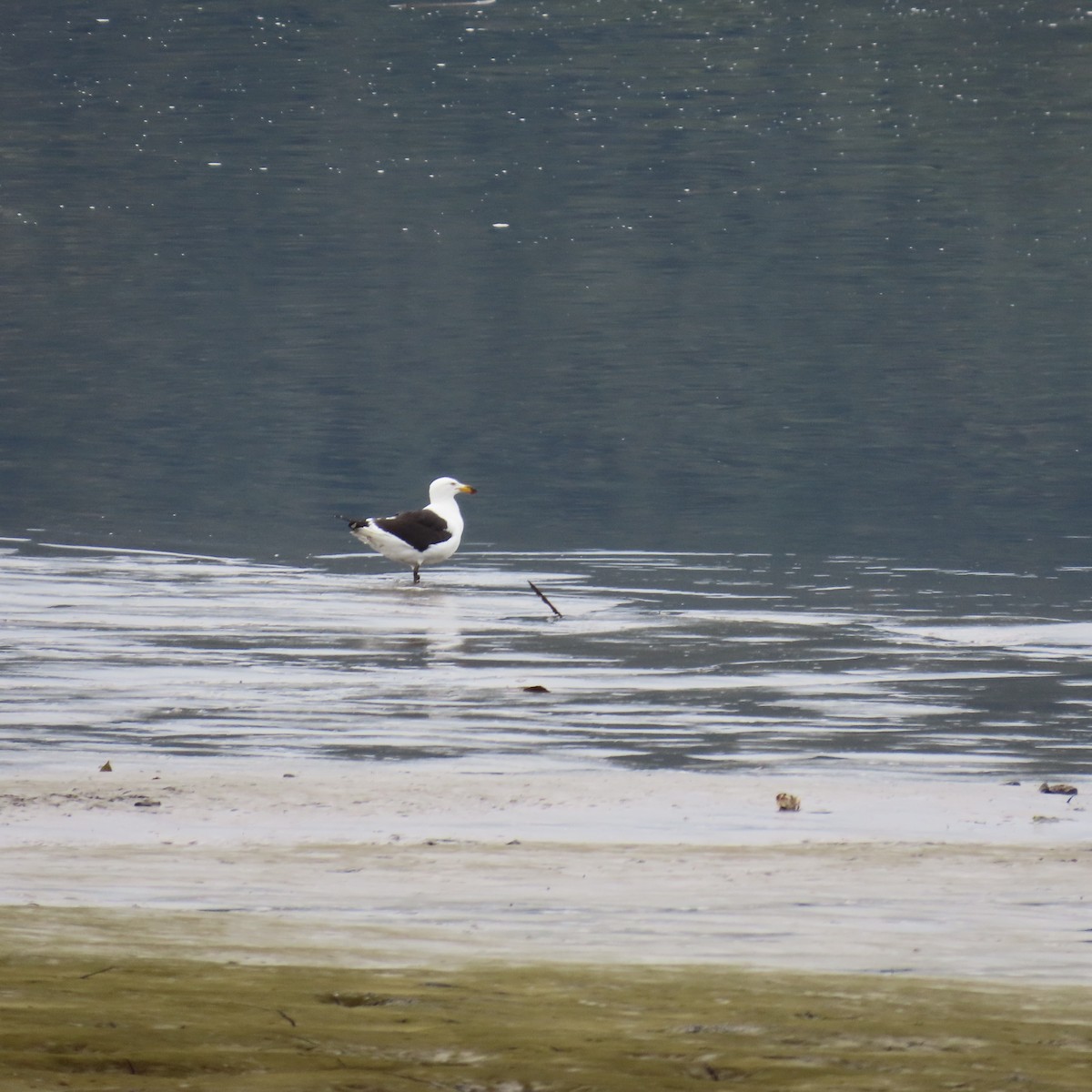 Kelp Gull - ML599204411