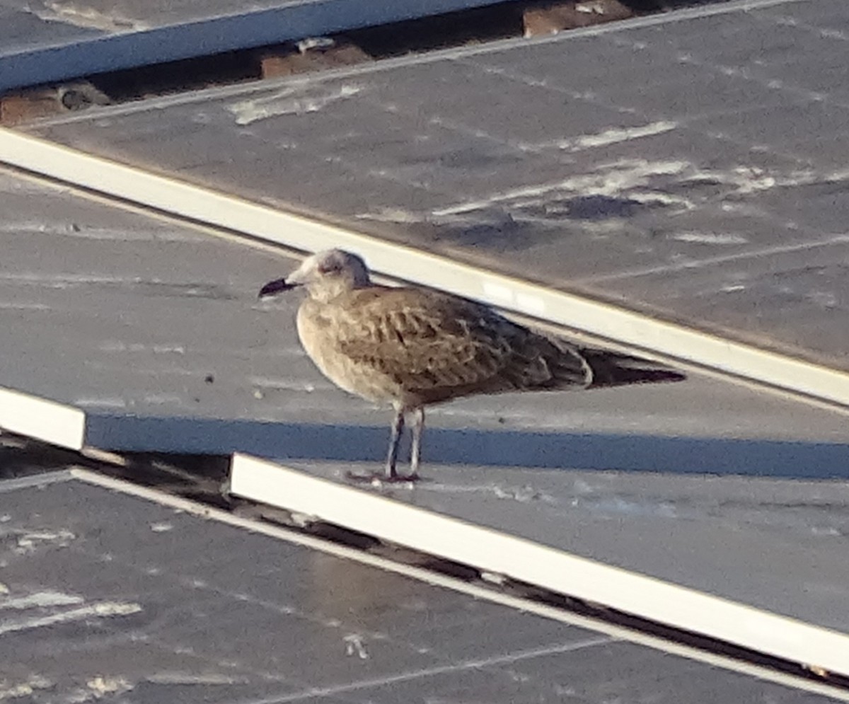 Audouin's Gull - ML599204671