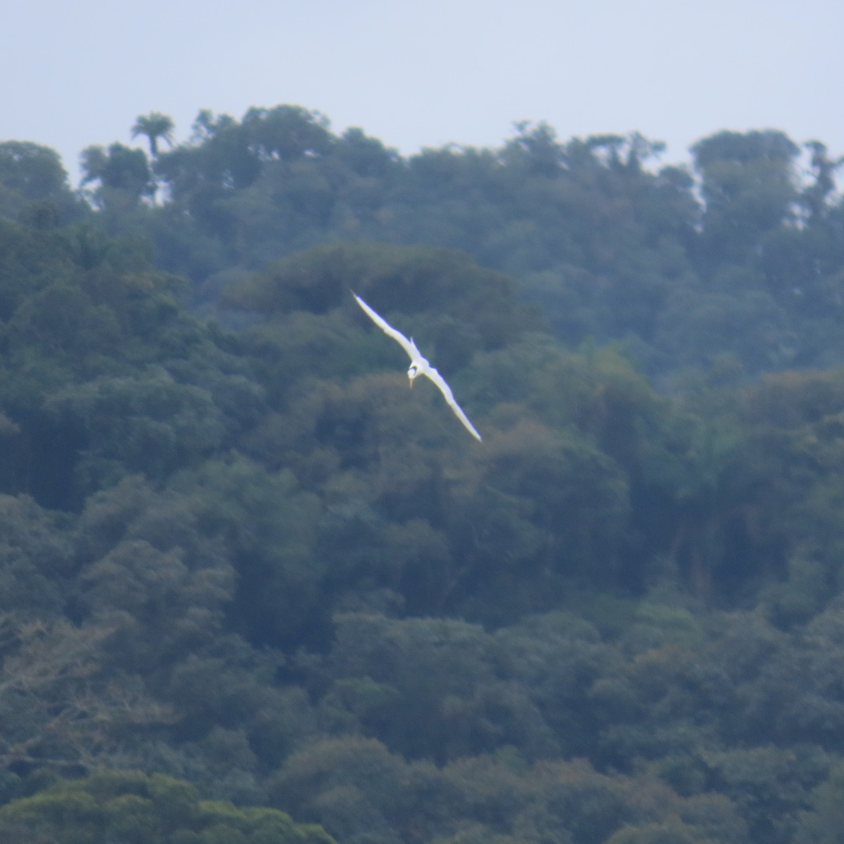 Sandwich Tern - ML599204741