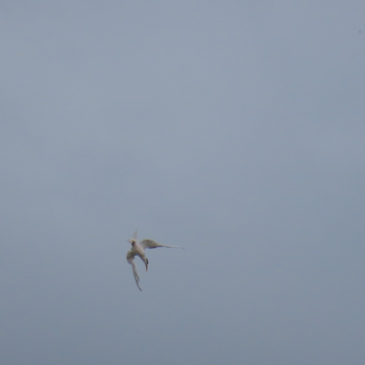 Sandwich Tern - Richard Fleming