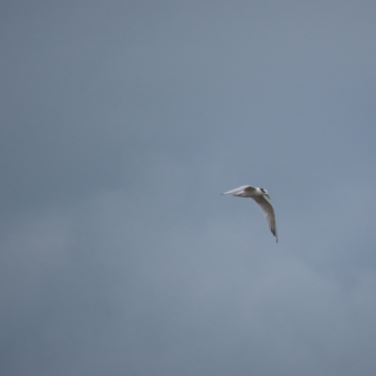 Sandwich Tern - Richard Fleming