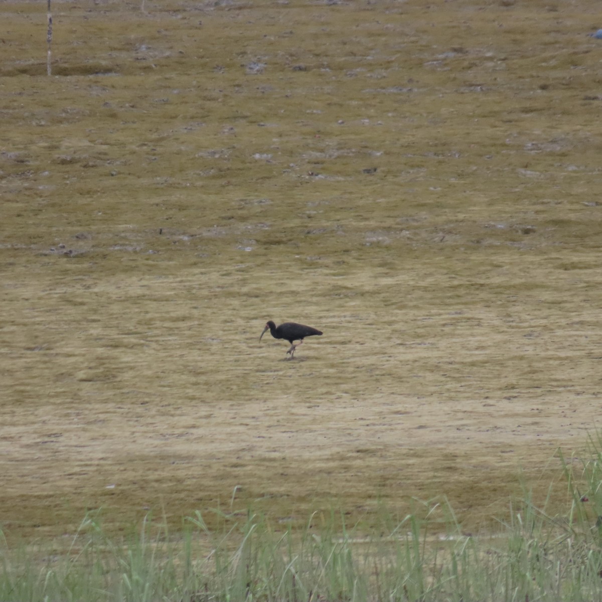 White-faced Ibis - ML599205421