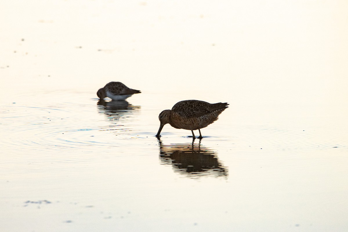 langnebbekkasinsnipe - ML599205991