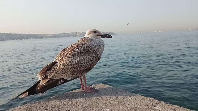 goéland sp. (Larus sp.) - ML599206251