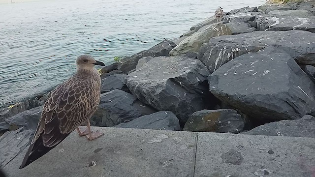 Larus, unbestimmt - ML599206261