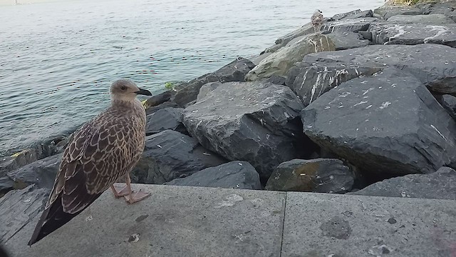 goéland sp. (Larus sp.) - ML599206261