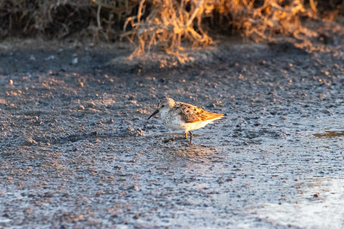 Western Sandpiper - ML599206761