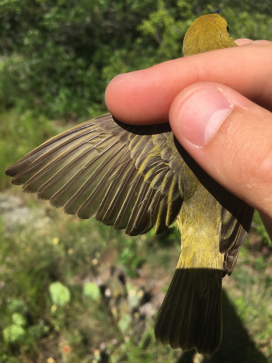 Yellow Warbler - Nathaniel Watkins