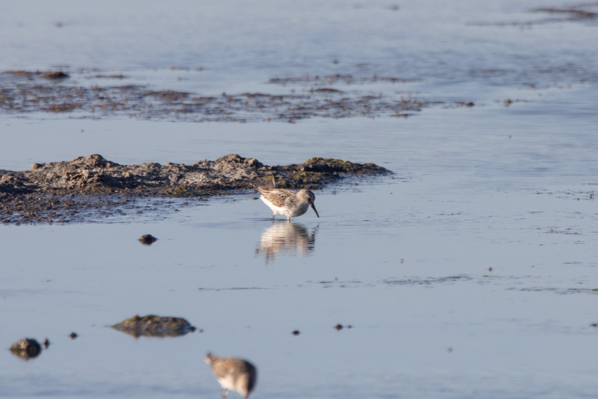 Western Sandpiper - Tristan Yoo