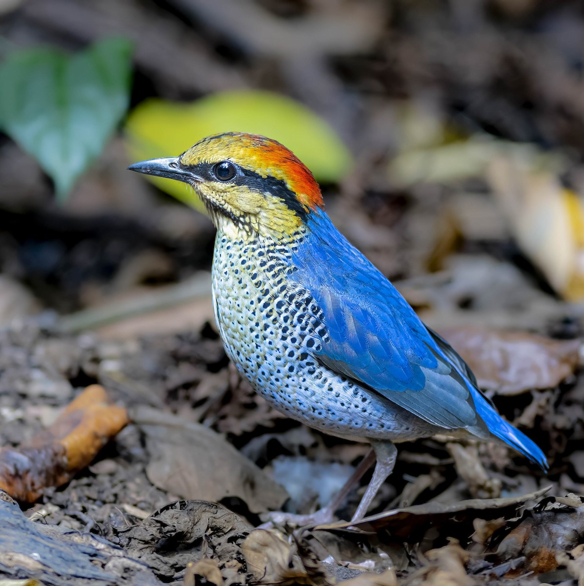 Blue Pitta - William Richards