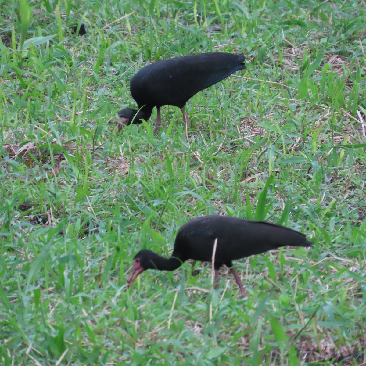 ibis tmavý - ML599208681