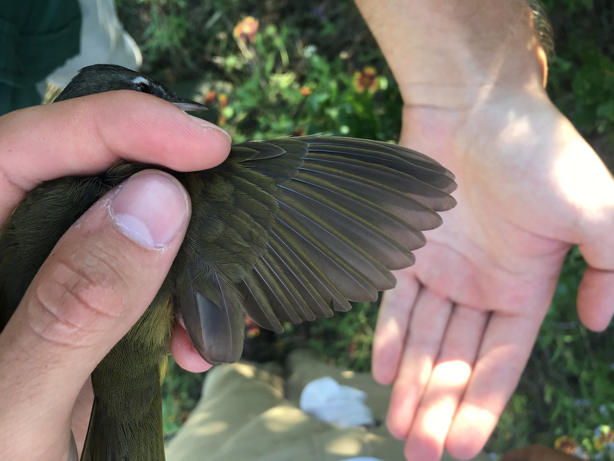 MacGillivray's Warbler - ML599208811