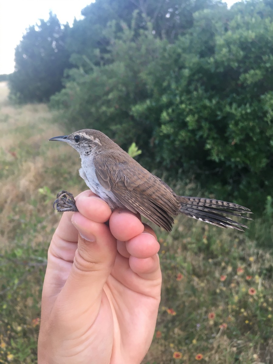 Bewick's Wren - Nathaniel Watkins