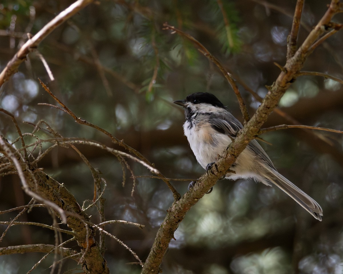 Black-capped Chickadee - ML599209421