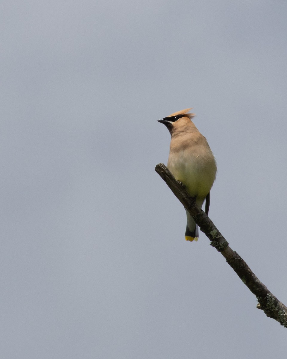 Cedar Waxwing - ML599209491