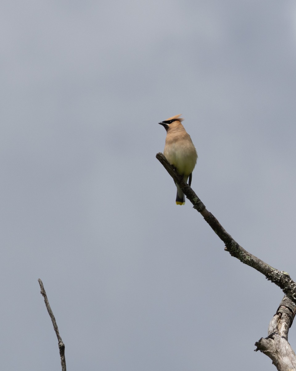 Cedar Waxwing - ML599209501