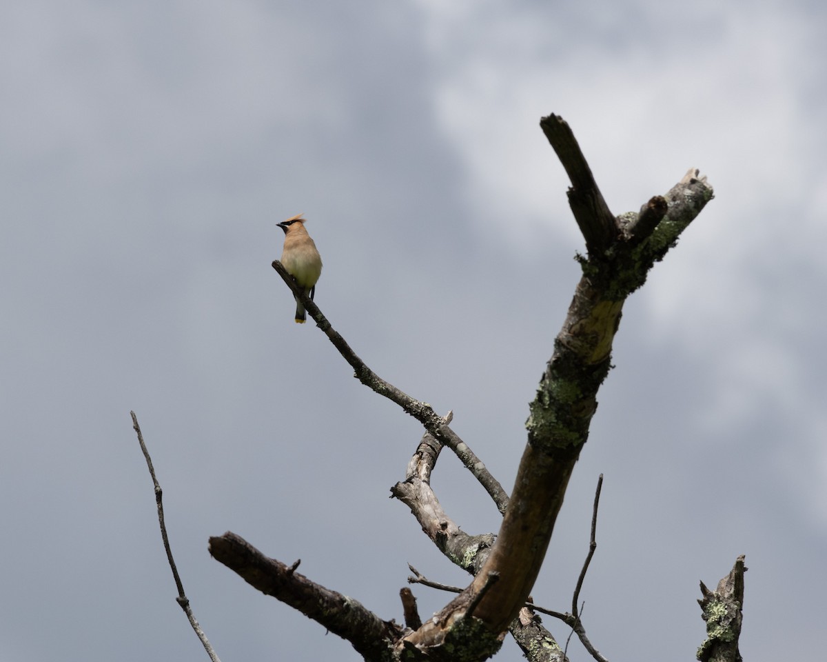 Cedar Waxwing - ML599209511