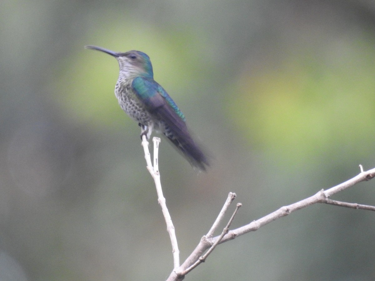 kolibřík skvrnitoprsý - ML599209591
