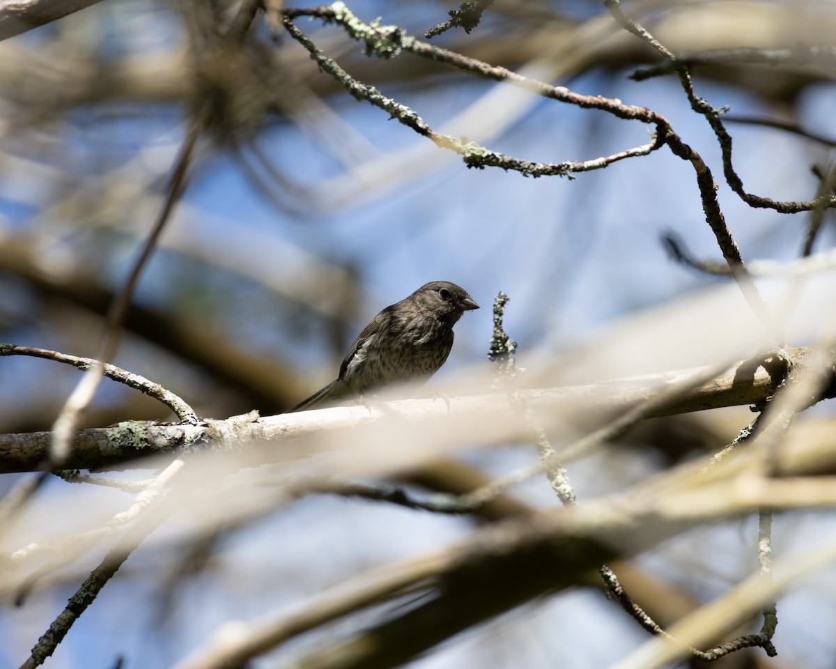 Dark-eyed Junco (Slate-colored) - ML599209601