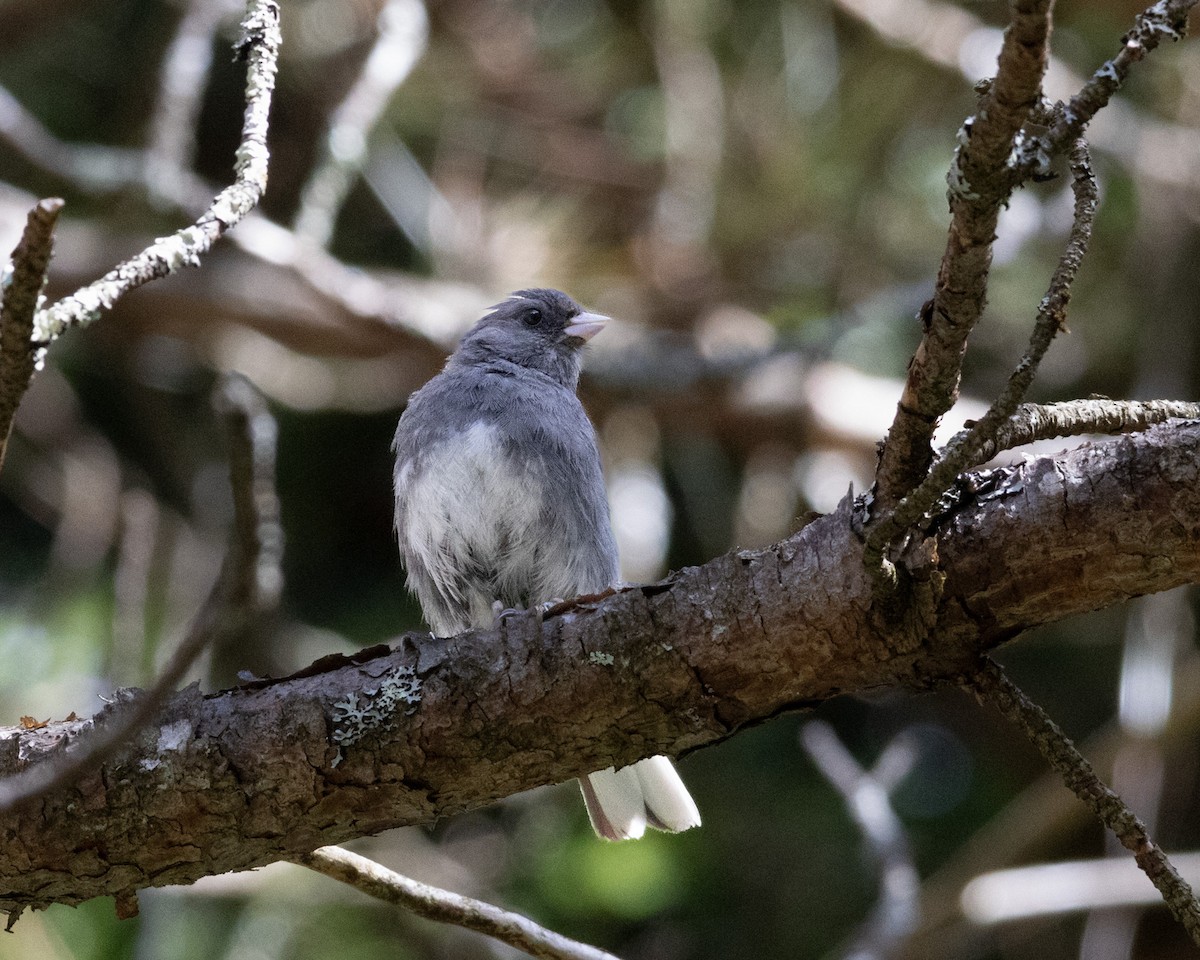 Dark-eyed Junco (Slate-colored) - ML599209621