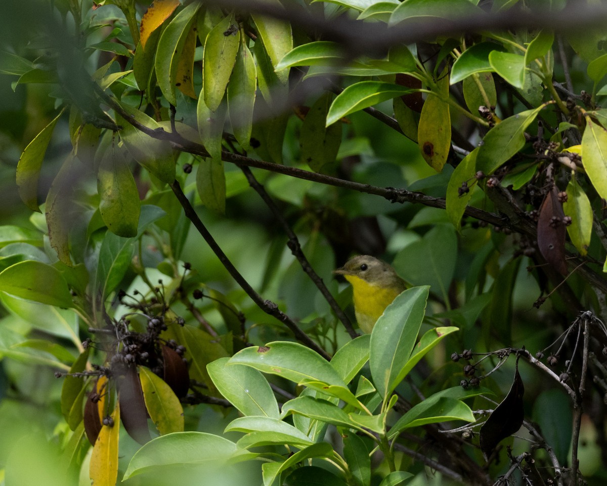 Common Yellowthroat - ML599209691