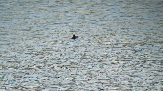 Long-tailed Duck - ML599209751