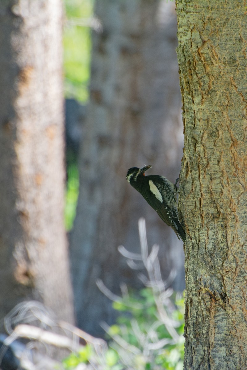 Williamson's Sapsucker - ML599209961