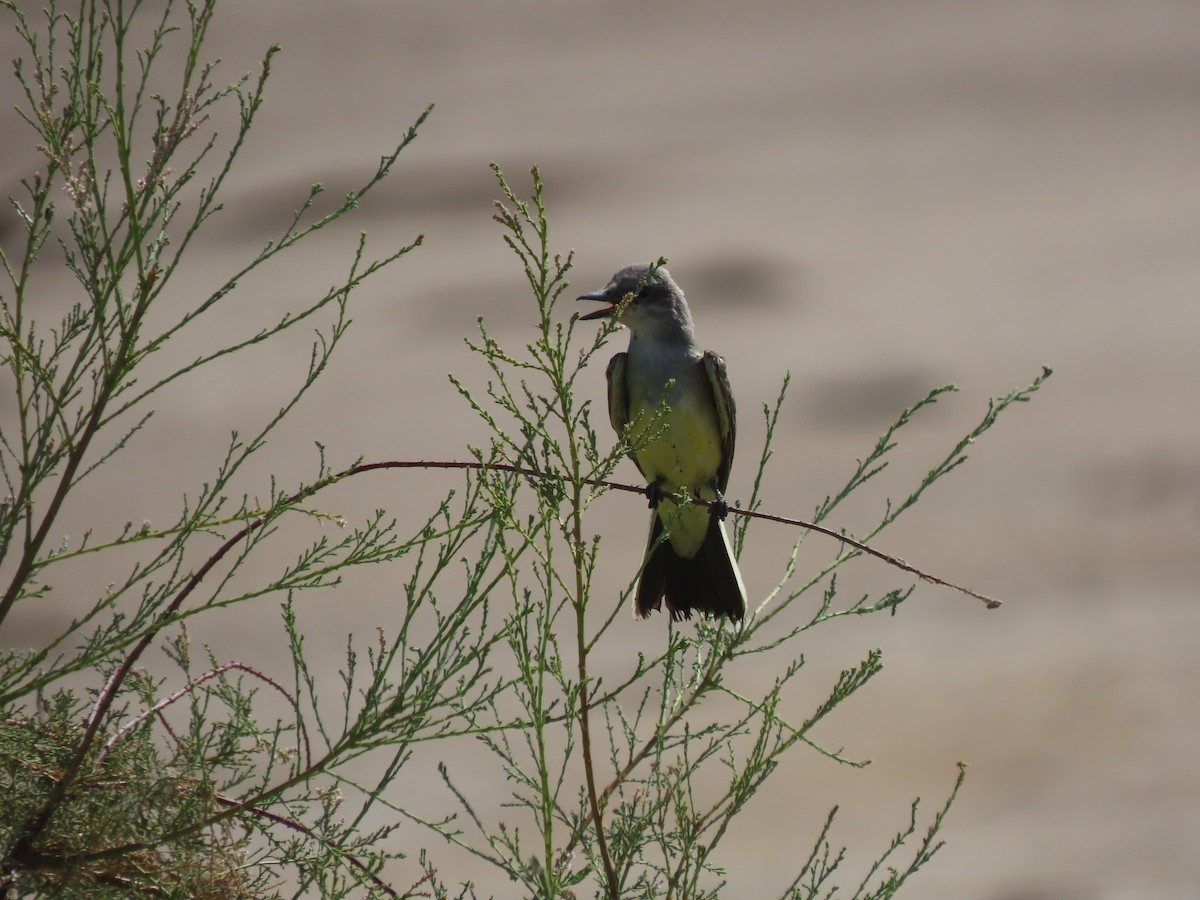 Western Kingbird - ML599210401