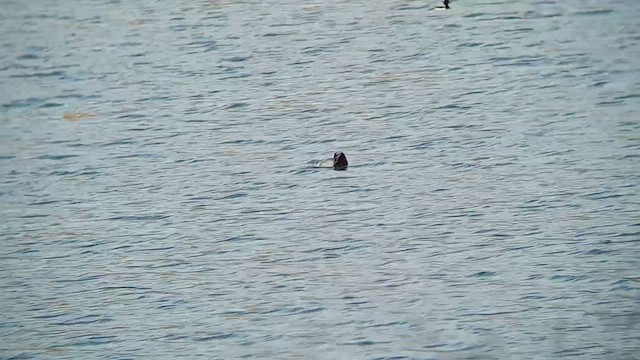 Long-tailed Duck - ML599210481