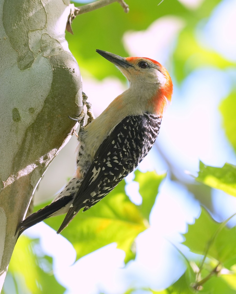 Red-bellied Woodpecker - ML599211461