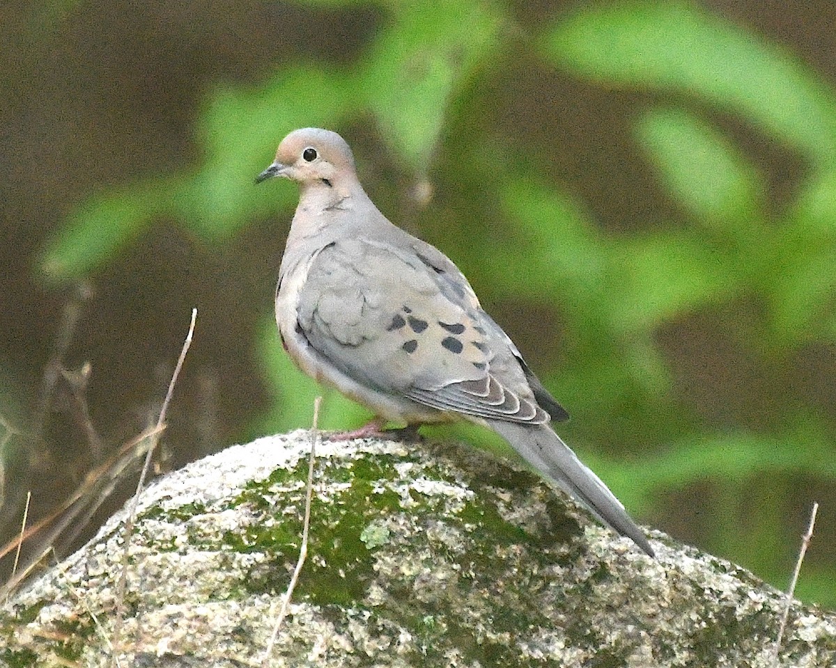 Mourning Dove - ML599213021