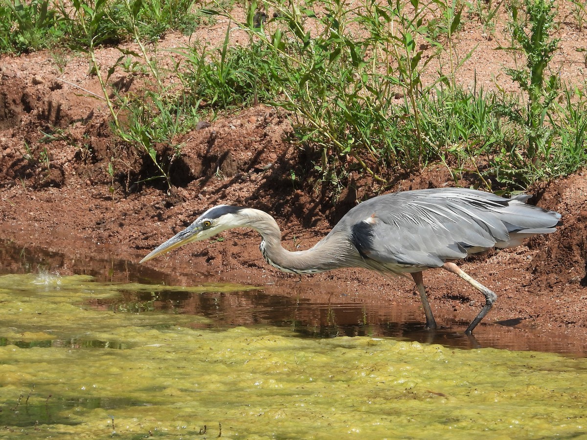 Garza Azulada - ML599213061