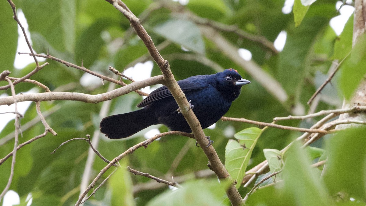 Ruby-crowned Tanager - David Theobald