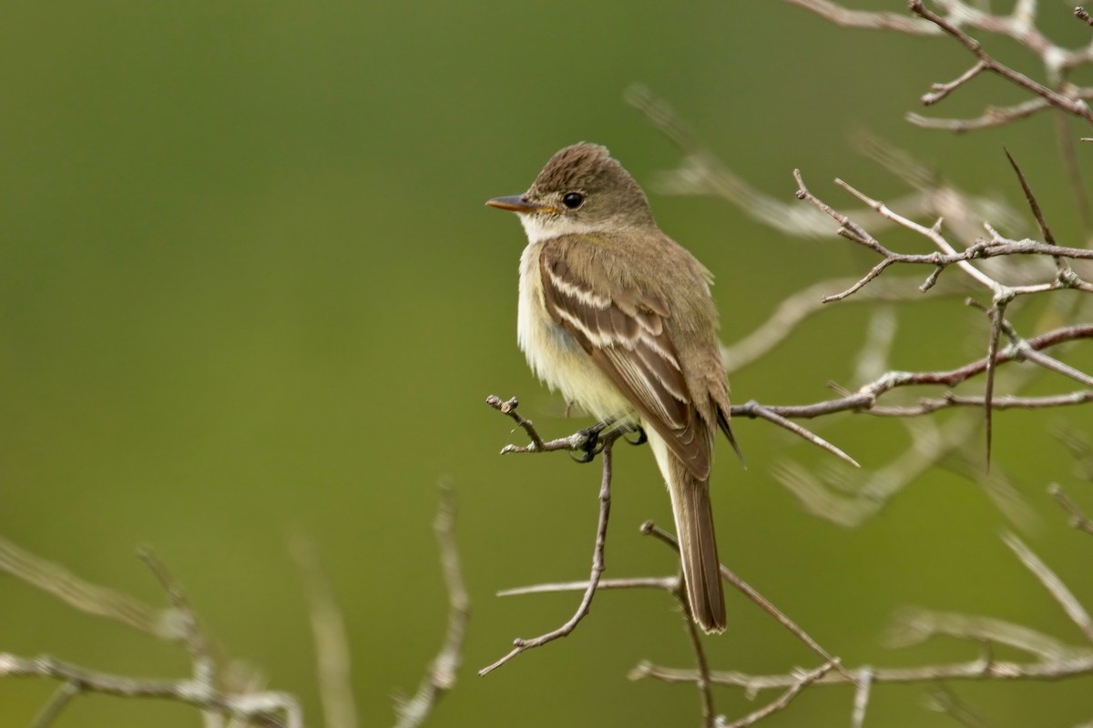 Willow Flycatcher - ML599214591