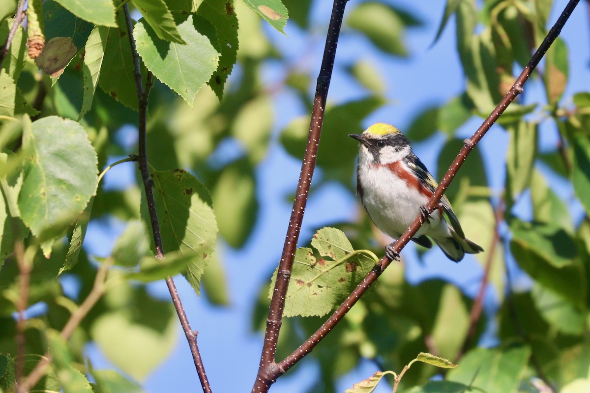 Chestnut-sided Warbler - ML599214921