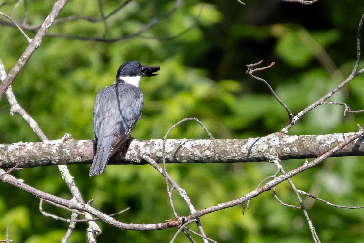 Belted Kingfisher - ML599216961