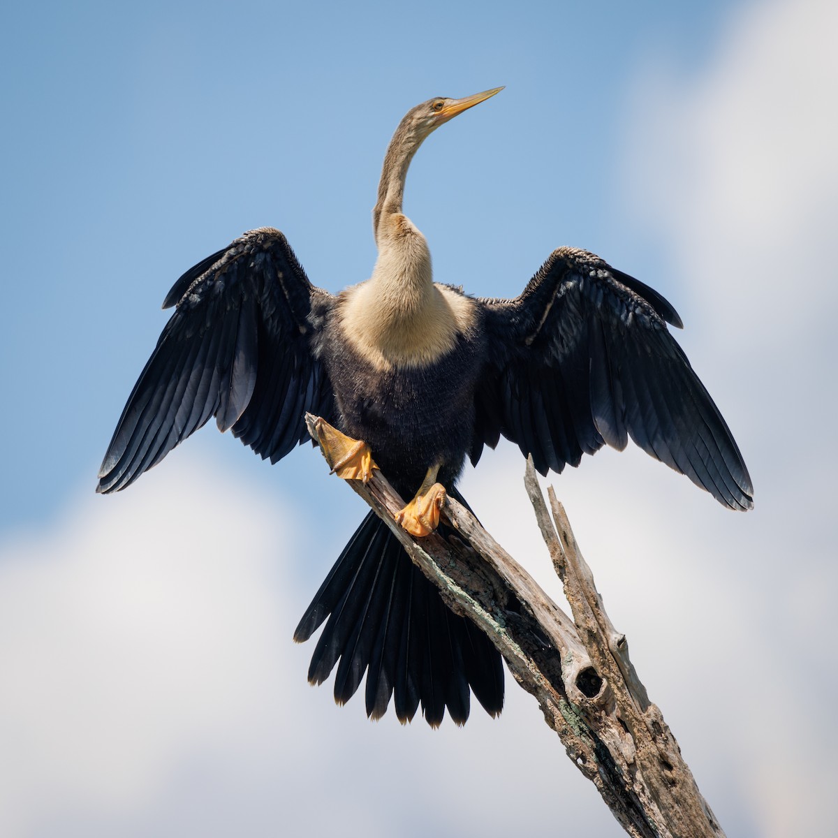 Anhinga - ML599217071