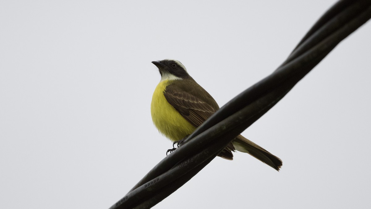 Social Flycatcher - ML599218631