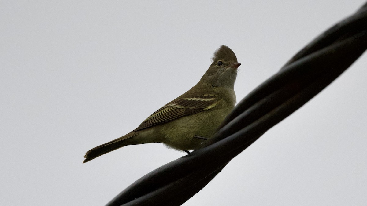 Yellow-bellied Elaenia - ML599218661