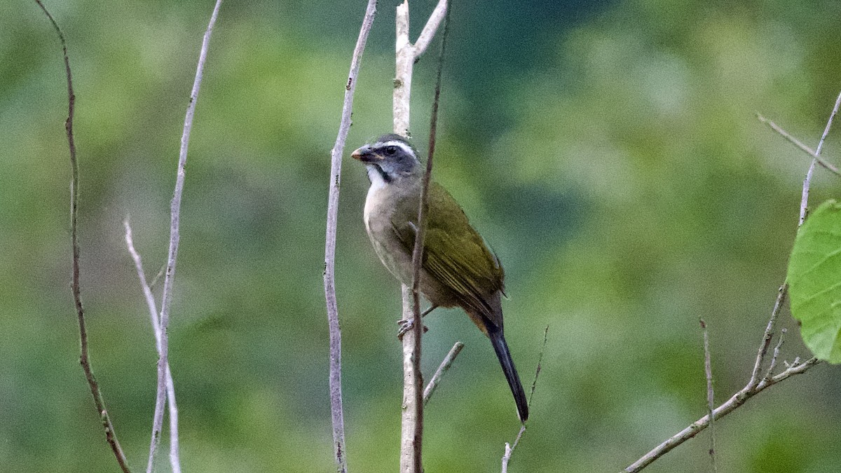 Green-winged Saltator - ML599218821