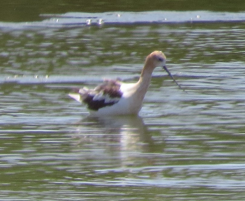 Avocette d'Amérique - ML599218851