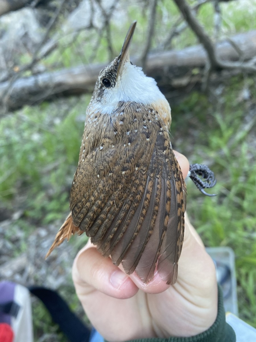 Canyon Wren - Nathaniel Watkins