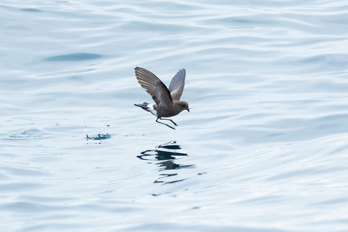 Wilson's Storm-Petrel - ML599220951